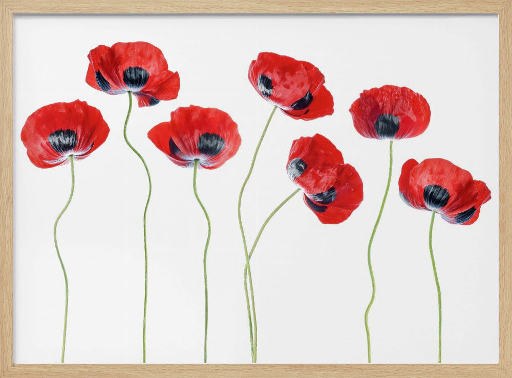Marienkäfer-Mohnblumen | Poster