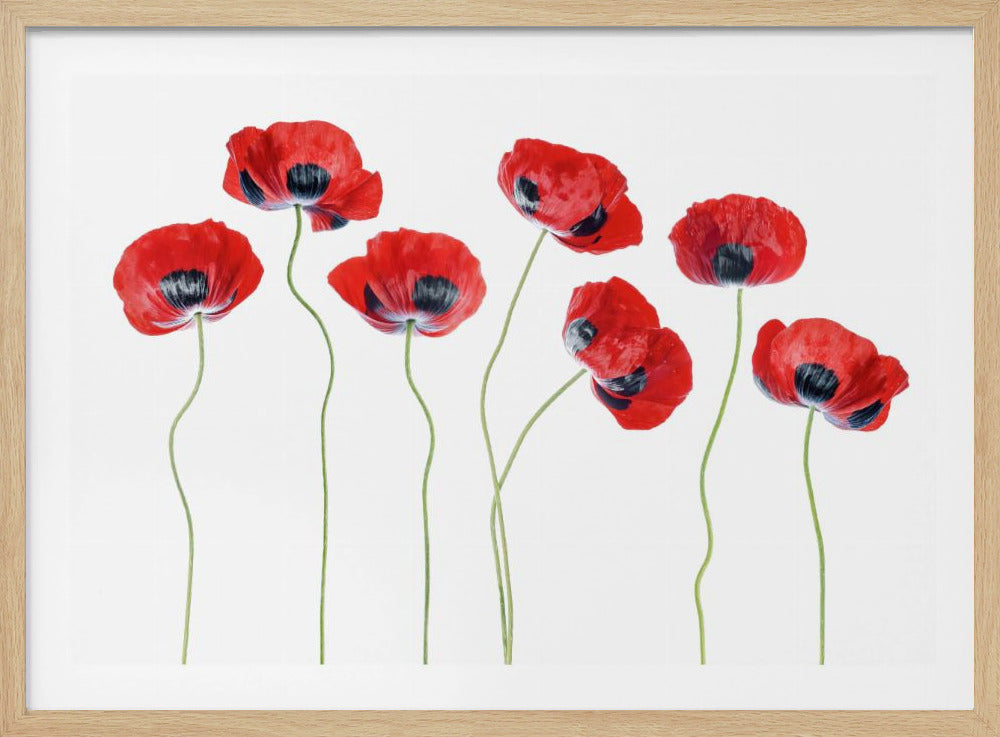 Marienkäfer-Mohnblumen | Poster