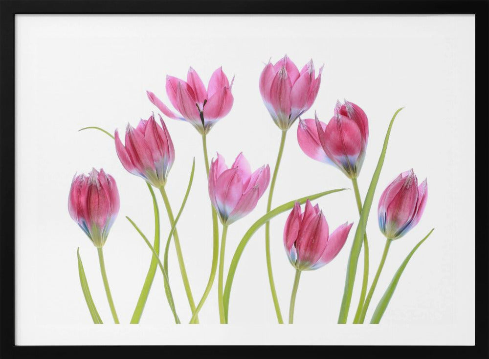 Tulpenrot | Poster
