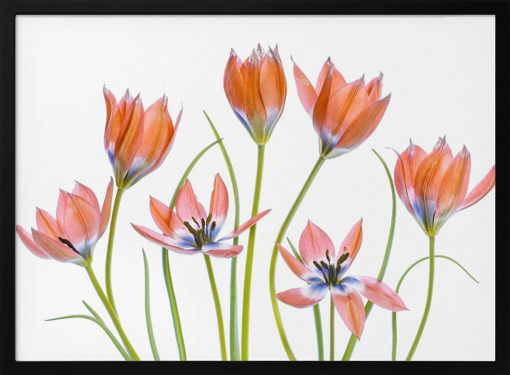 Aprikosen-Tulpen | Poster