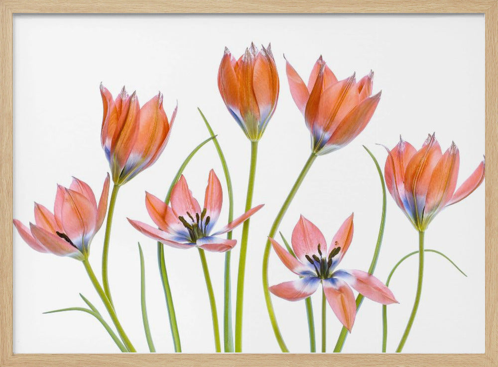 Aprikosen-Tulpen | Poster