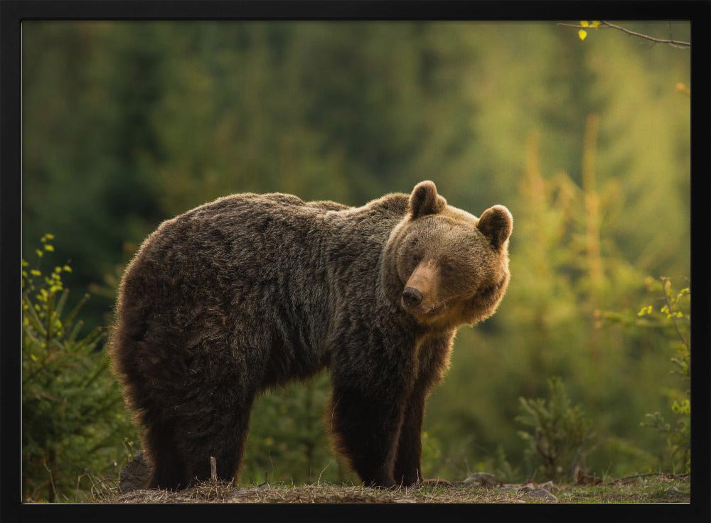 Bär mit Hintergrundbeleuchtung | Poster