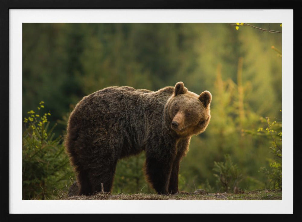 Bär mit Hintergrundbeleuchtung | Poster