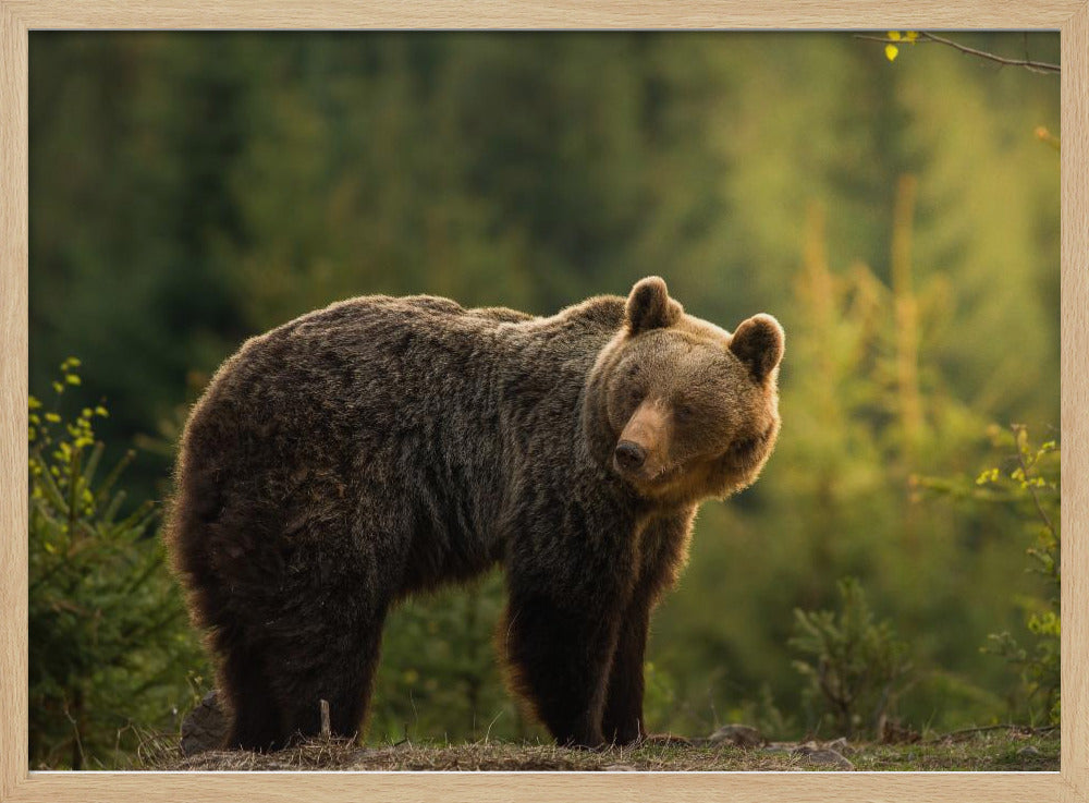 Bär mit Hintergrundbeleuchtung | Poster