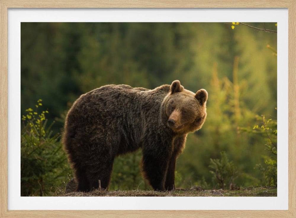 Bär mit Hintergrundbeleuchtung | Poster