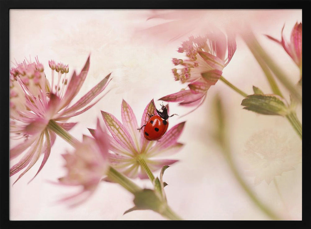 Marienkäfer und rosa Blumen | Poster