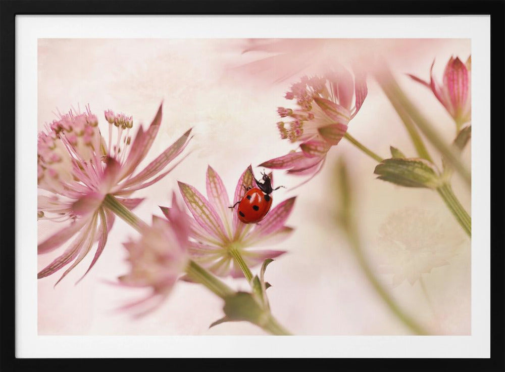 Marienkäfer und rosa Blumen | Poster