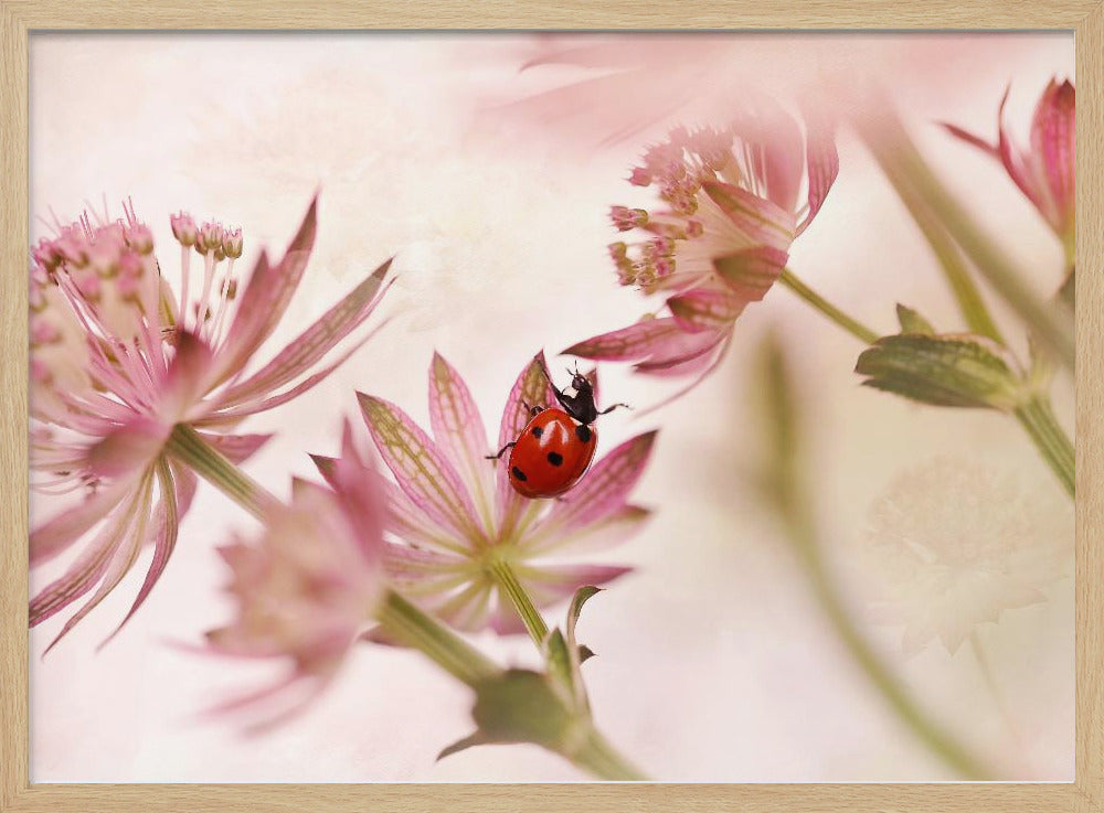 Marienkäfer und rosa Blumen | Poster