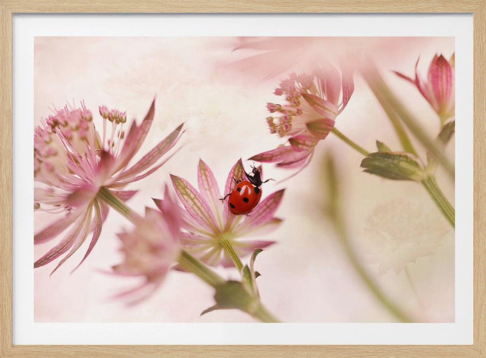 Marienkäfer und rosa Blumen | Poster