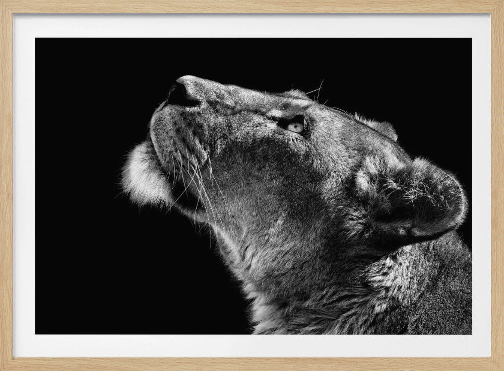 Nach oben schauen | Poster