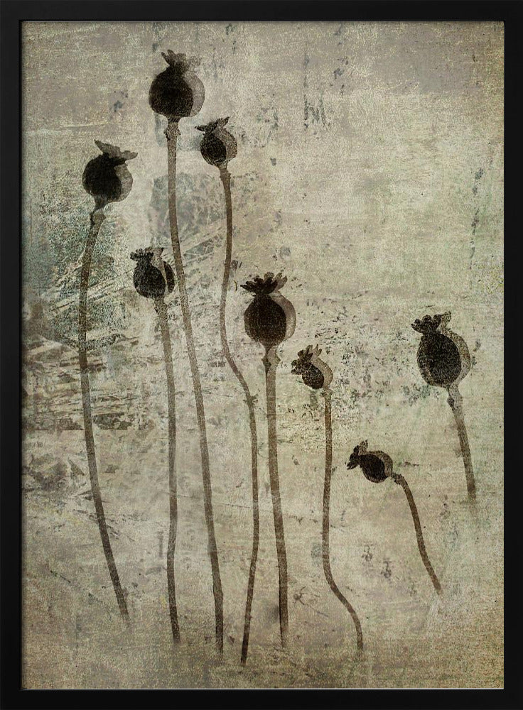 Poppy seedlings | Poster