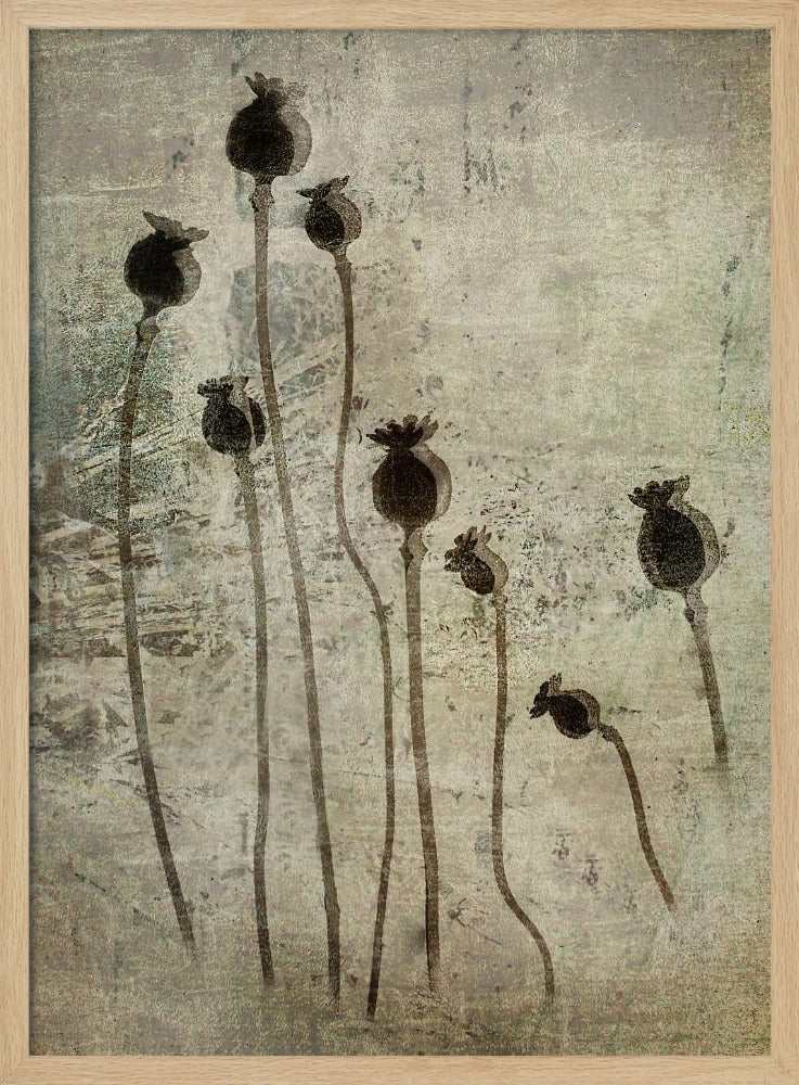 Poppy seedlings | Poster