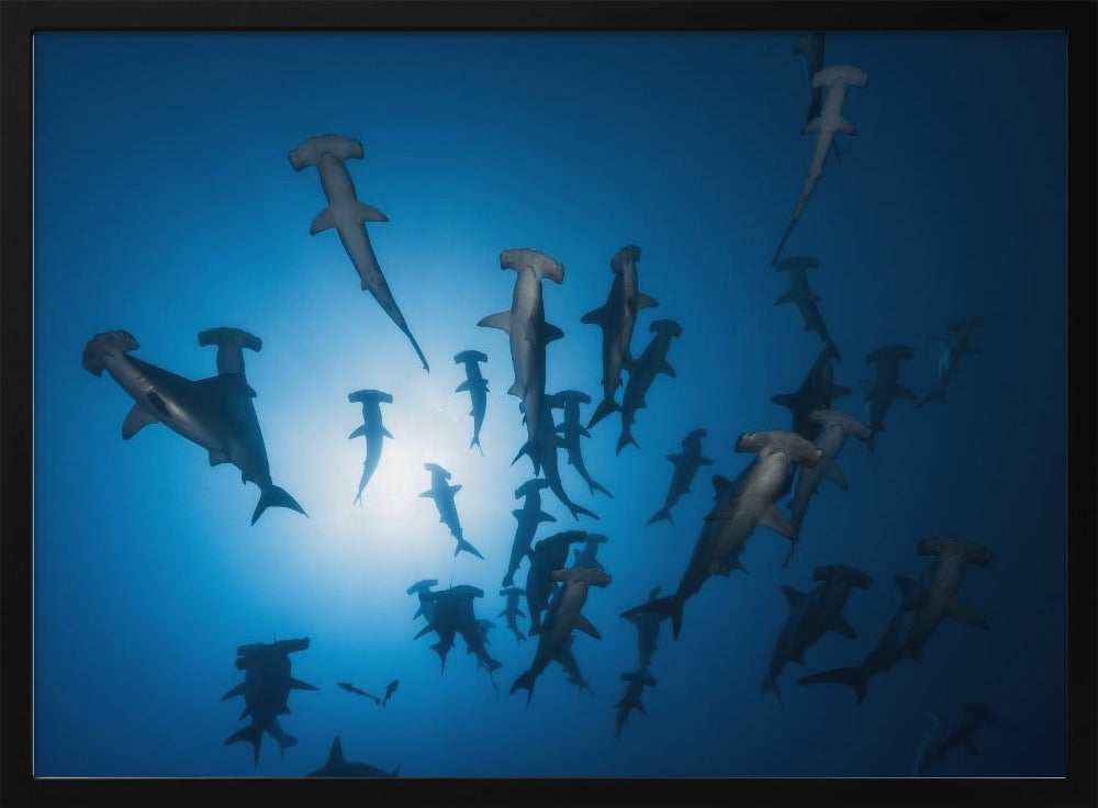 Hammerhead Shark - Underwater Photography | Poster