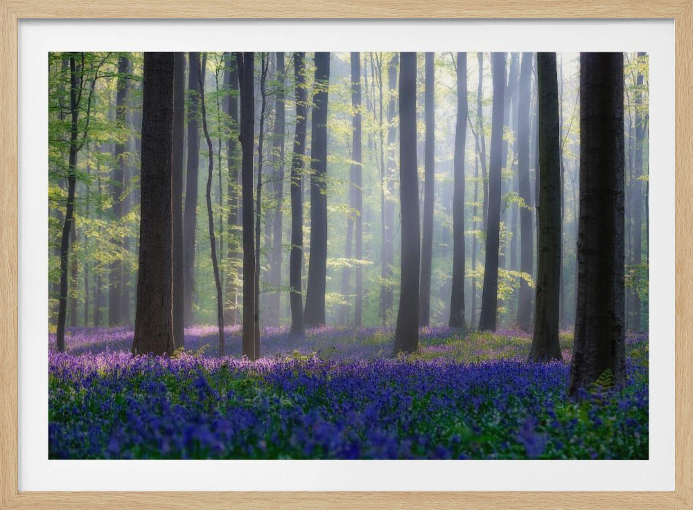 Glockenblumen | Poster