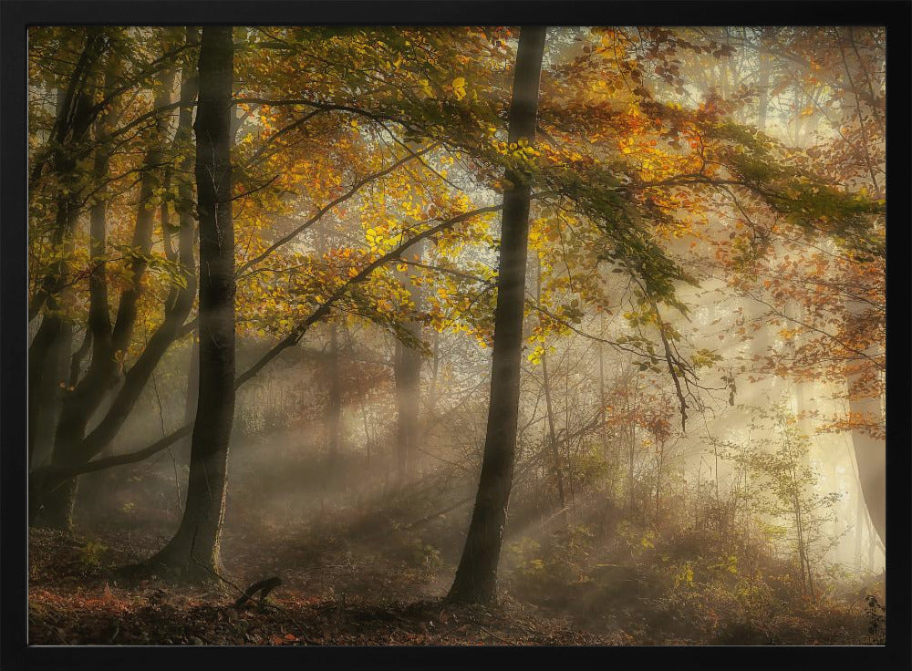 Die Lichter des Waldes | Poster
