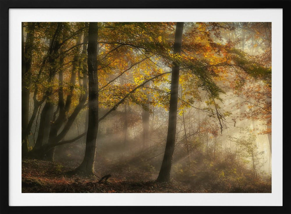 Die Lichter des Waldes | Poster