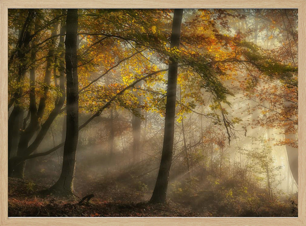 Die Lichter des Waldes | Poster