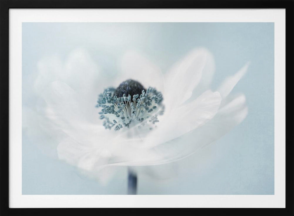 Zuckerwatte | Poster