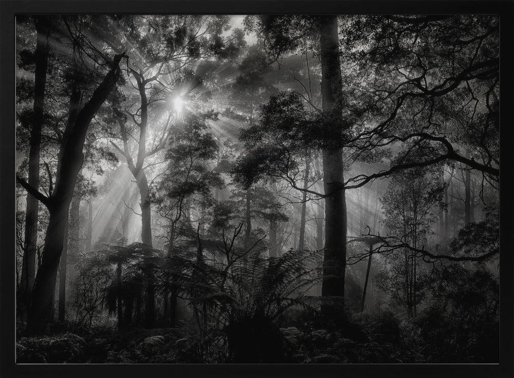 Primärwald | Poster