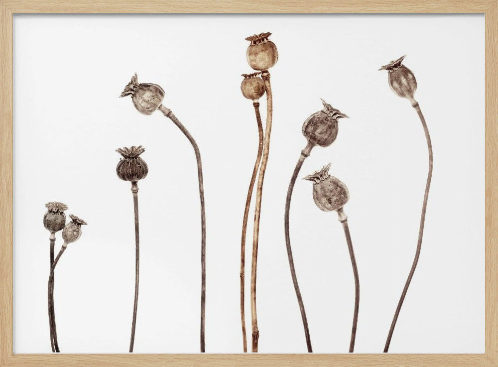 Mohnblumen | Poster