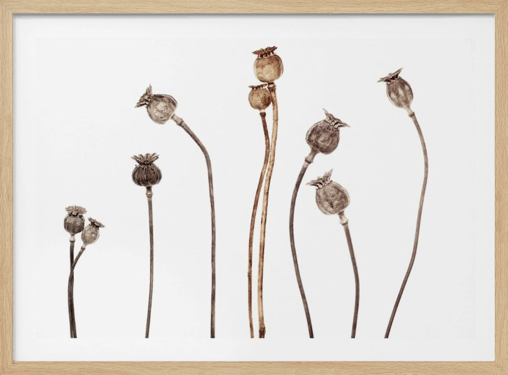 Mohnblumen | Poster