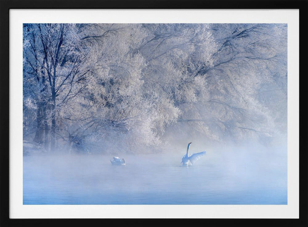 Schwanensee | Poster