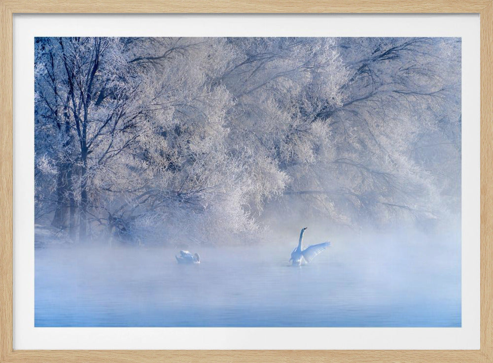 Schwanensee | Poster