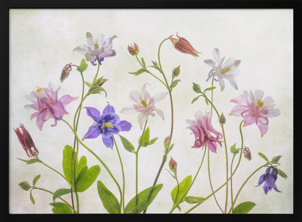 Columbine | Poster