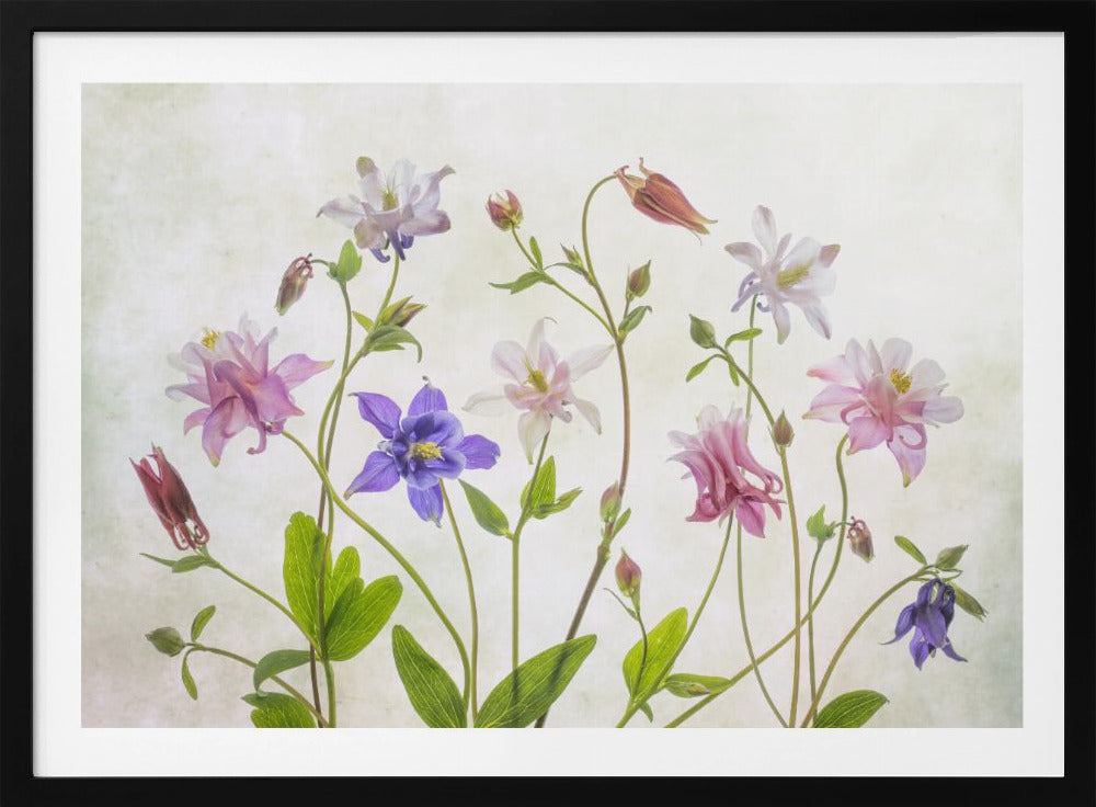Columbine | Poster