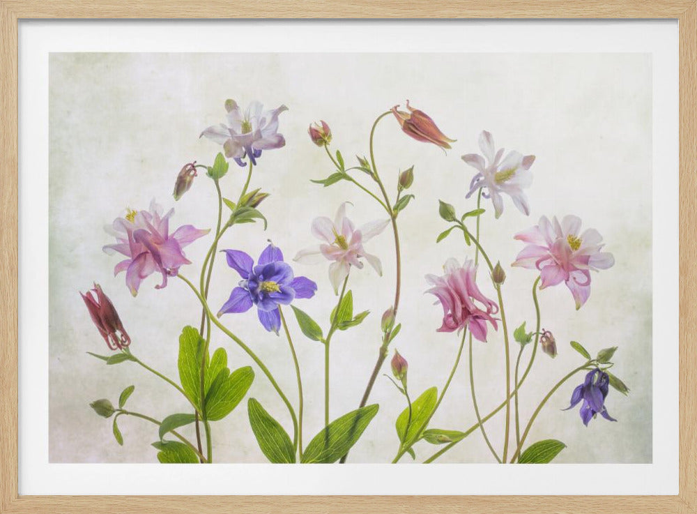 Columbine | Poster