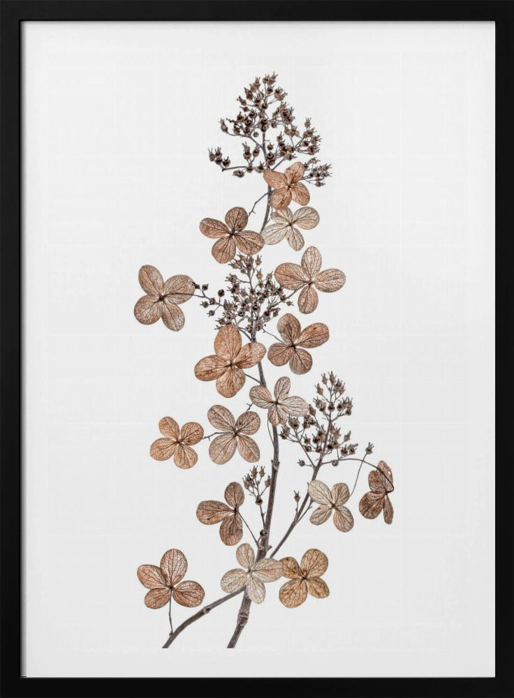 Hortensie Paniculata | Poster