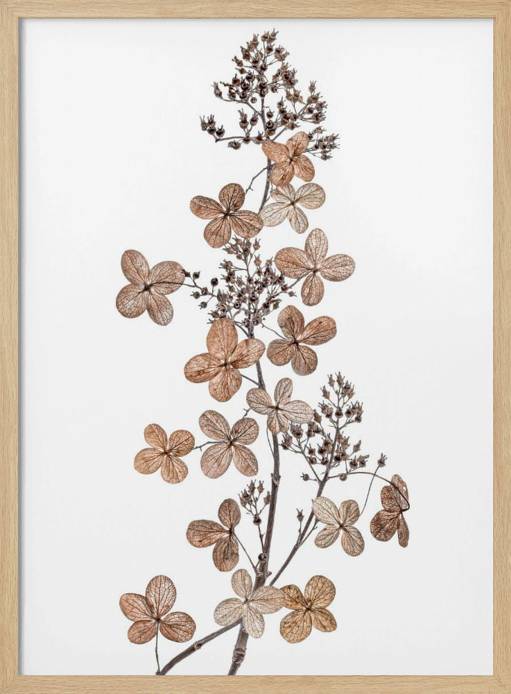Hortensie Paniculata | Poster