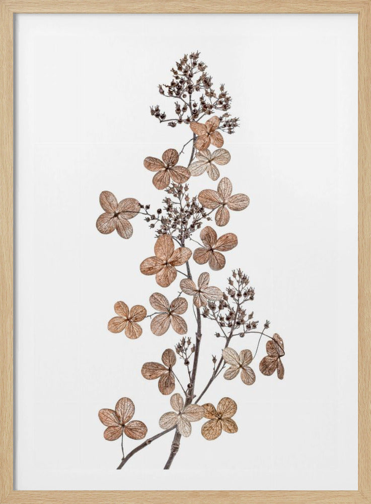 Hortensie Paniculata | Poster