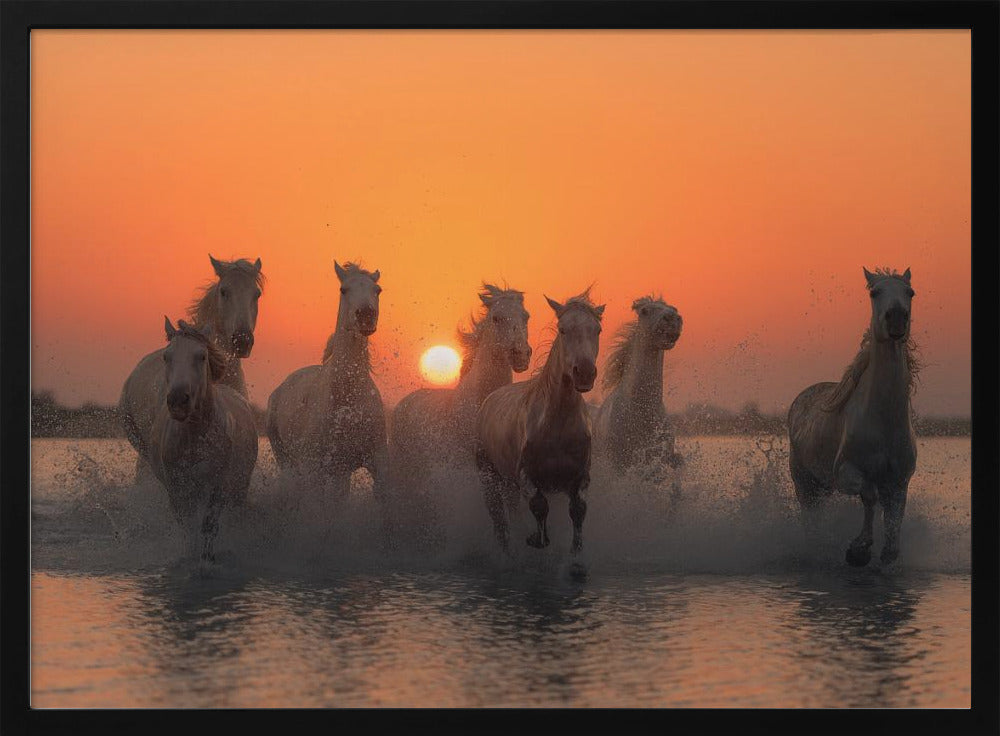 Sonnenuntergang in der Camargue | Poster