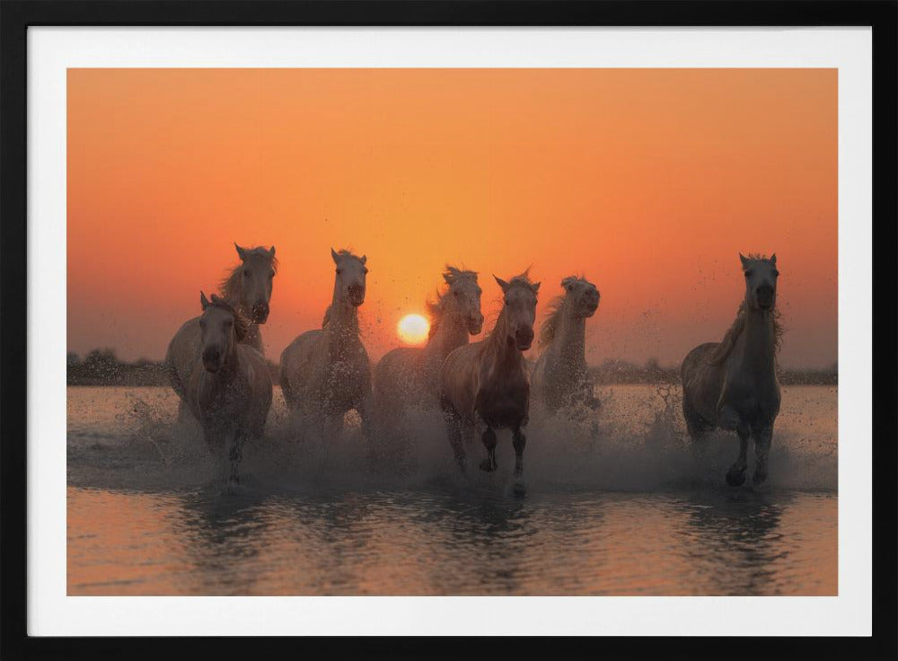Sonnenuntergang in der Camargue | Poster