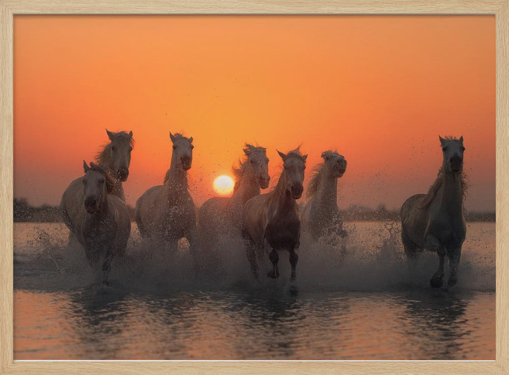 Sonnenuntergang in der Camargue | Poster