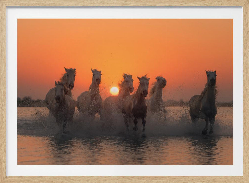 Sonnenuntergang in der Camargue | Poster