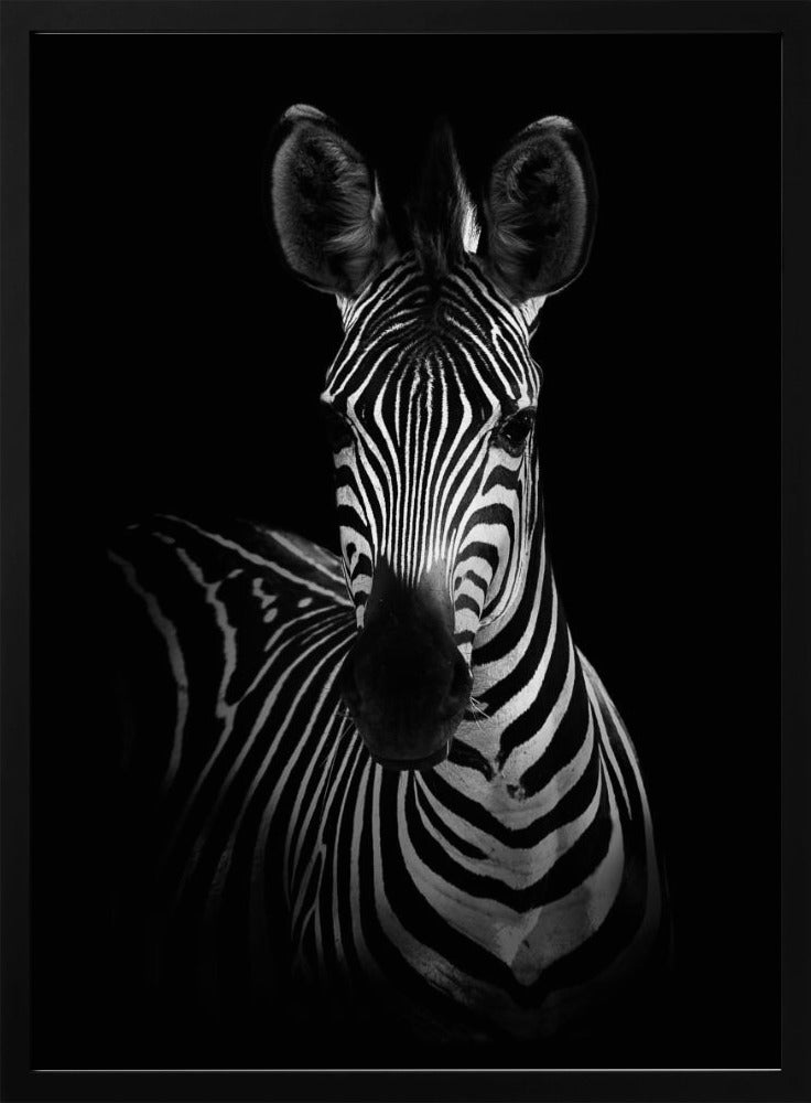 Das Zebra | Poster