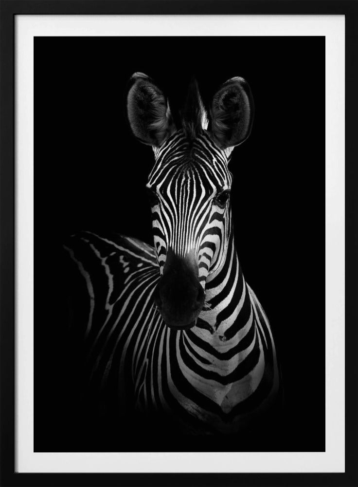 Das Zebra | Poster