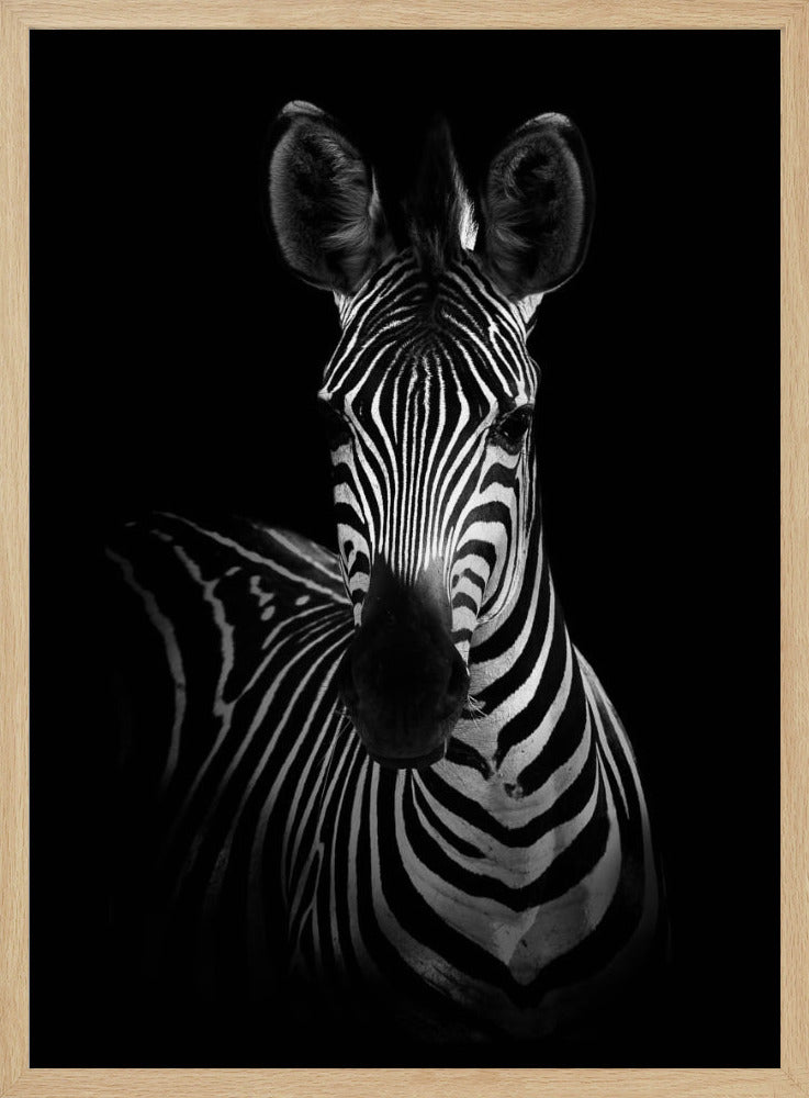 Das Zebra | Poster