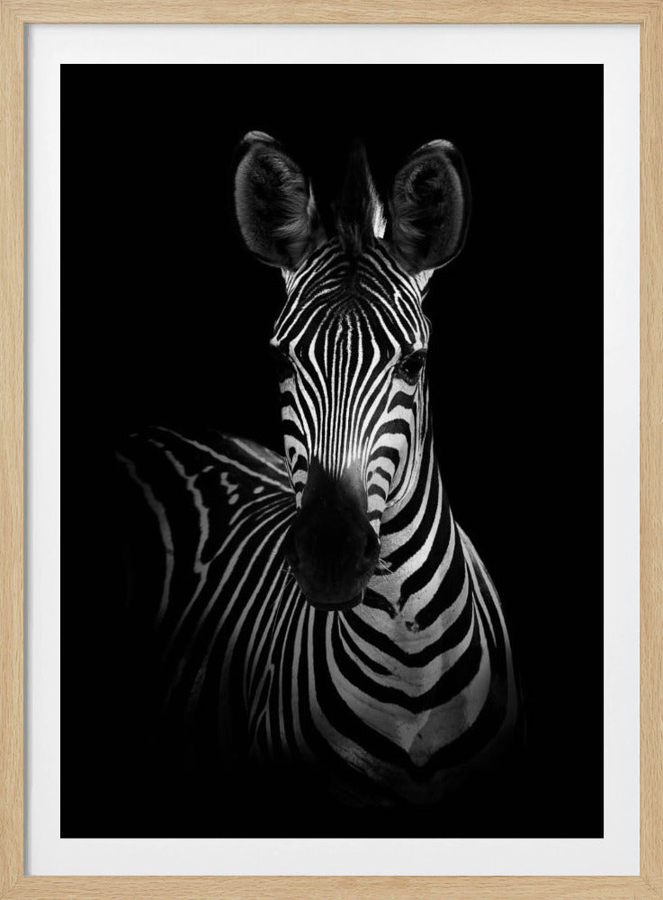 Das Zebra | Poster