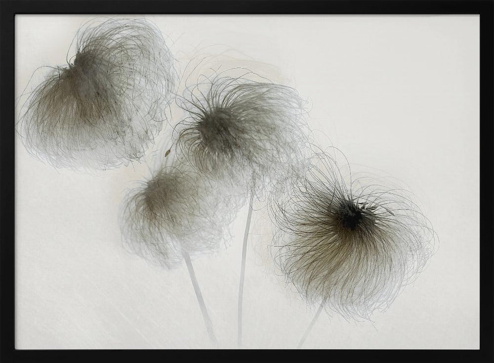 Clematis | Poster