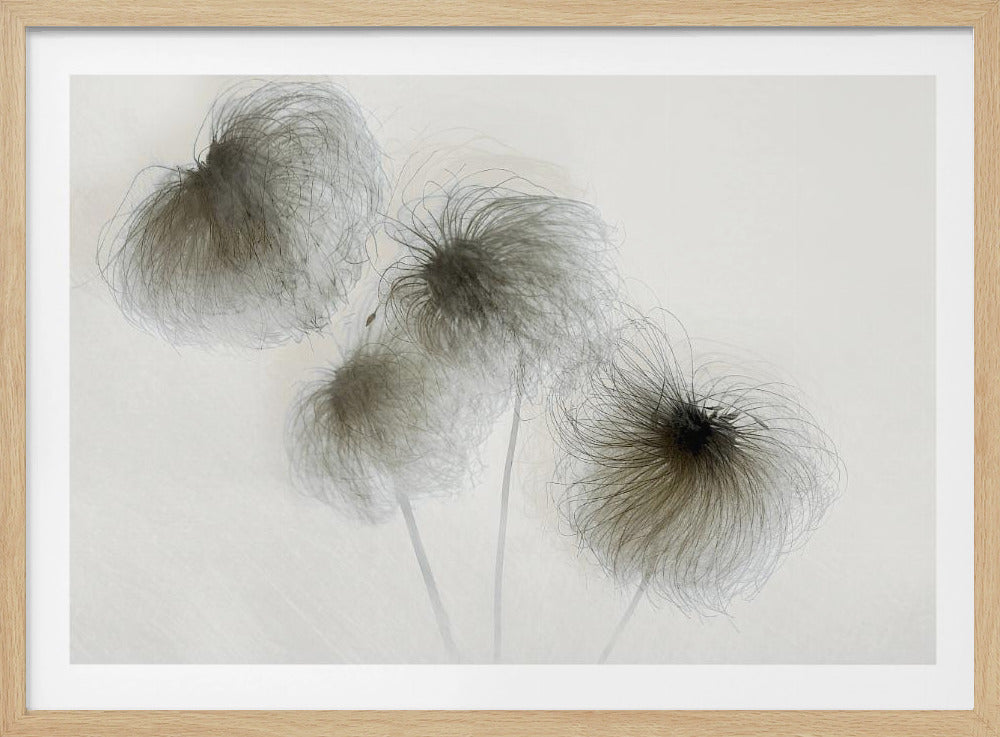 Clematis | Poster