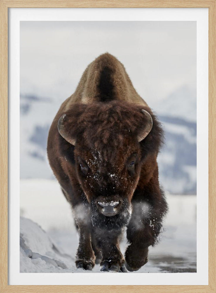 Bison Incoming | Poster