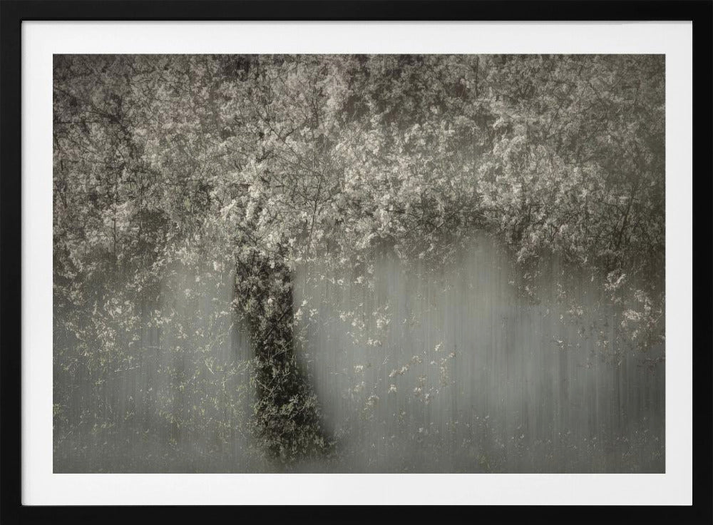 Weiße Blüte | Poster