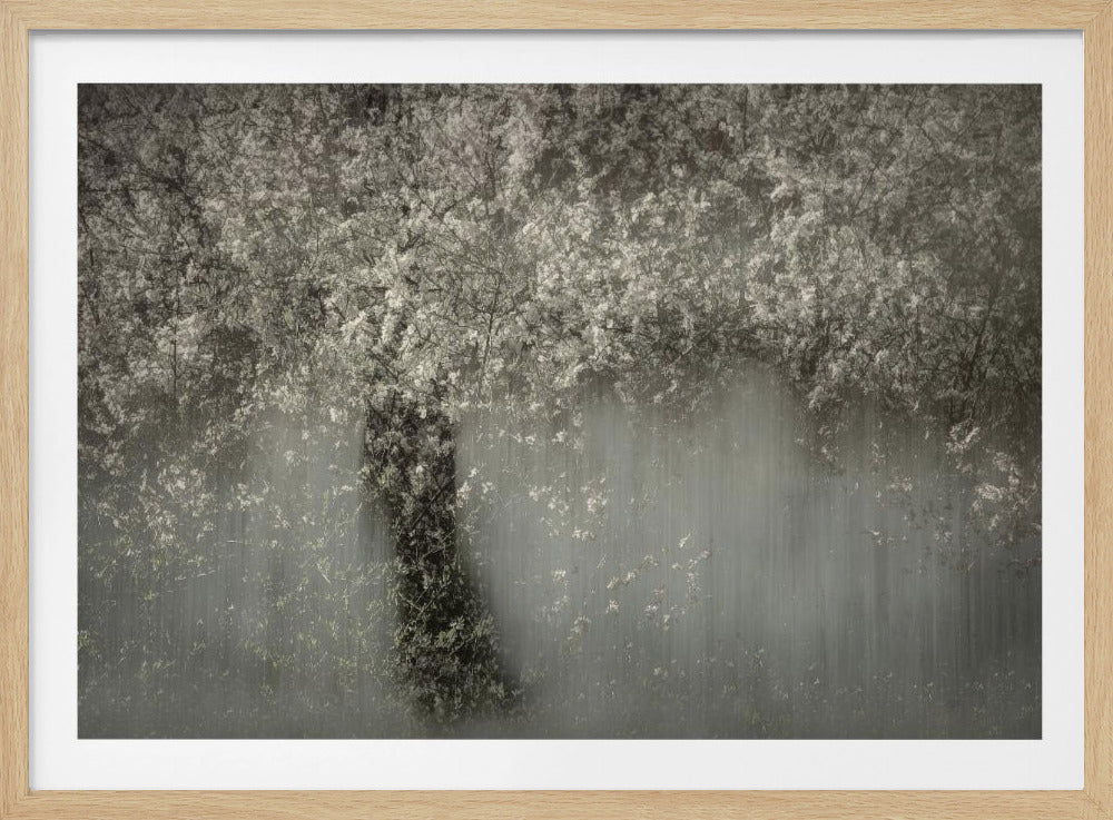 Weiße Blüte | Poster
