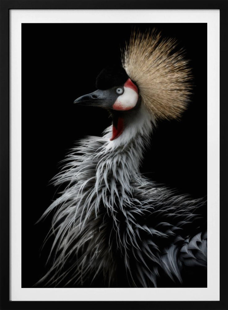 Porträt des Kronenkranichs | Poster