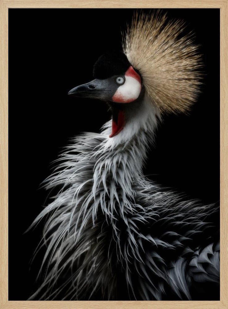 Porträt des Kronenkranichs | Poster
