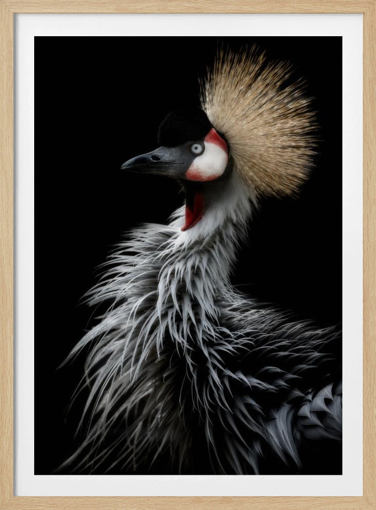 Porträt des Kronenkranichs | Poster