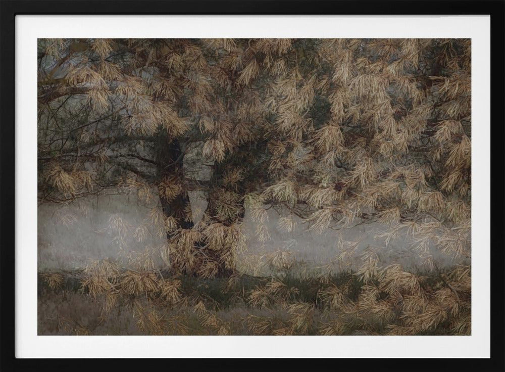 Kiefernbaum | Poster